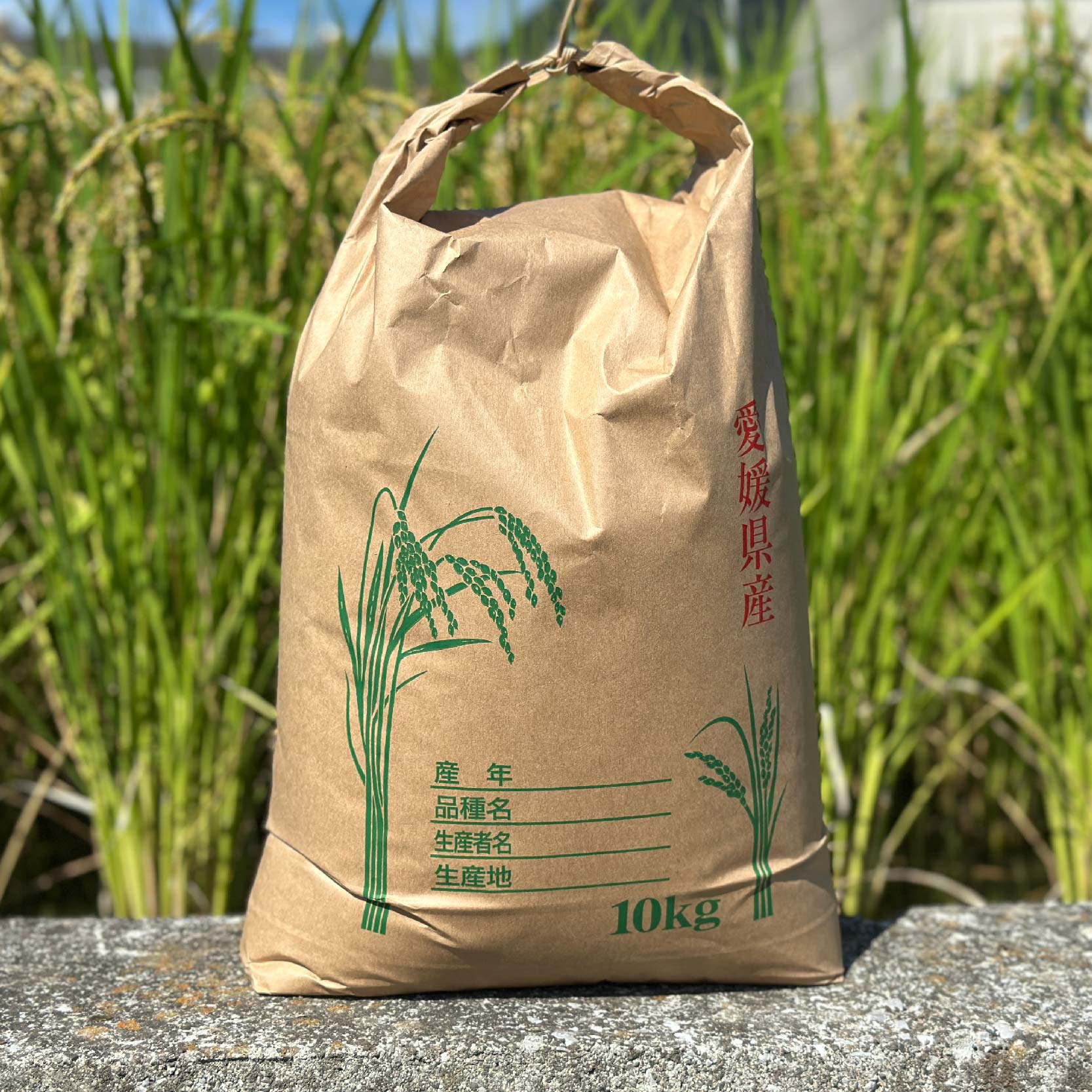 【2025年10月中旬から11月中旬頃発送予定】松山ふるさと米 愛媛県産 新米 20kg 精米 ｜産地直送 国産 白米 ブランド米 米 お米 期間限定 数量限定 ご当地 愛媛県 松山市 にじのきらめき ひのひかり あきたこまち にこまる