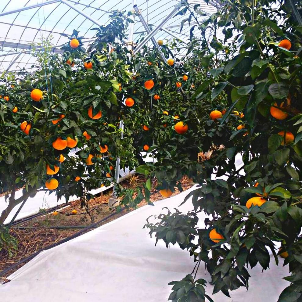 プレミアム 愛果28号 (紅まどんな と同品種) 化粧箱入 【2025年12月頃から順次発送】