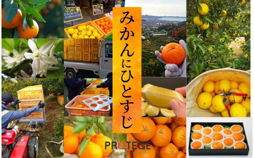 【三種のみかん食べ比べ箱】せとか・はるか・宮内伊予柑 （家庭用）約5kg ＜2月から順次発送＞ （家庭用）約5kg