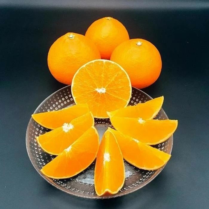 愛果28号 (紅まどんな と同品種)  約1.5kg 良品 【2025年12月～順次発送】 | 蜜柑 柑橘 果物 くだもの フルーツ お取り寄せ グルメ 期間限定 数量限定 人気 おすすめ 愛媛県 松山市 1.5kg