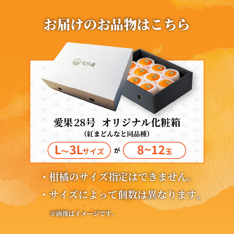 愛果28号 (紅まどんな と同品種) 化粧箱 8玉から12玉 【2025年11月中旬から順次発送】 あいか 紅まどんな 紅マドンナ と 同品種 高級 みかん 愛媛 まどんな 柑橘 果物 くだもの フルーツ おすすめ 人気 お取り寄せ グルメ ギフト 期間 数量 限定 愛媛県 松山市 蓮果園