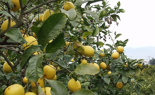レモン果汁 150mｌ×6本 希望の島
