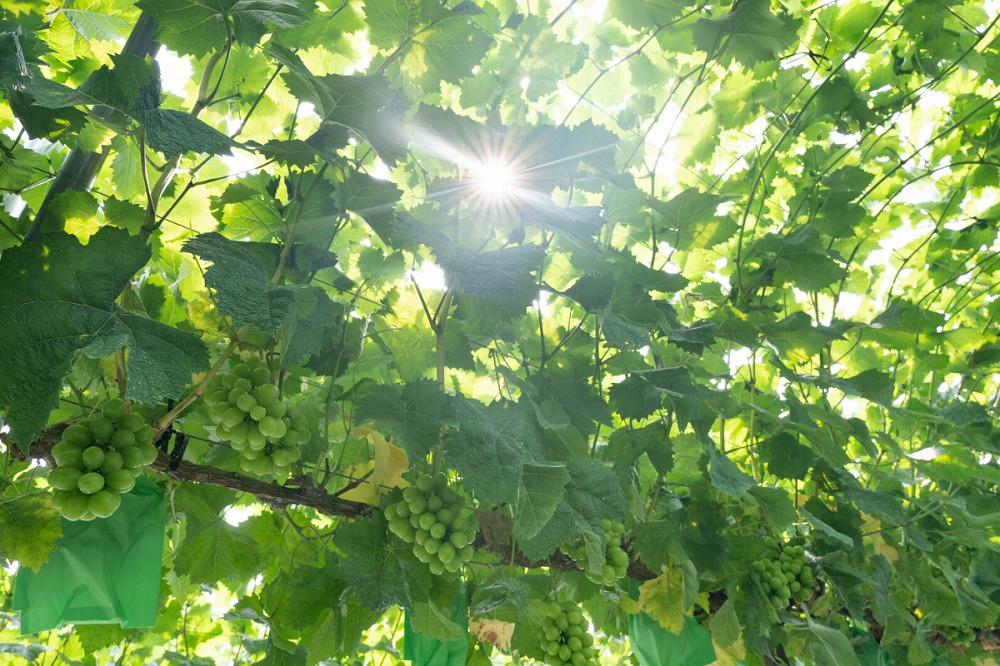 【2025収穫分先行予約】 シャインマスカット 2房 約 1.1kg 旬 時期 愛媛