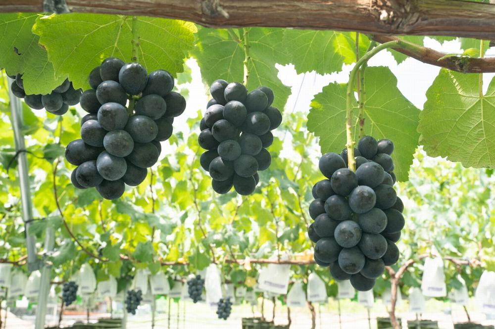 【2025収穫分先行予約】 ぶどう ナガノパープル 2房 約 1.1kg 旬 時期 愛媛