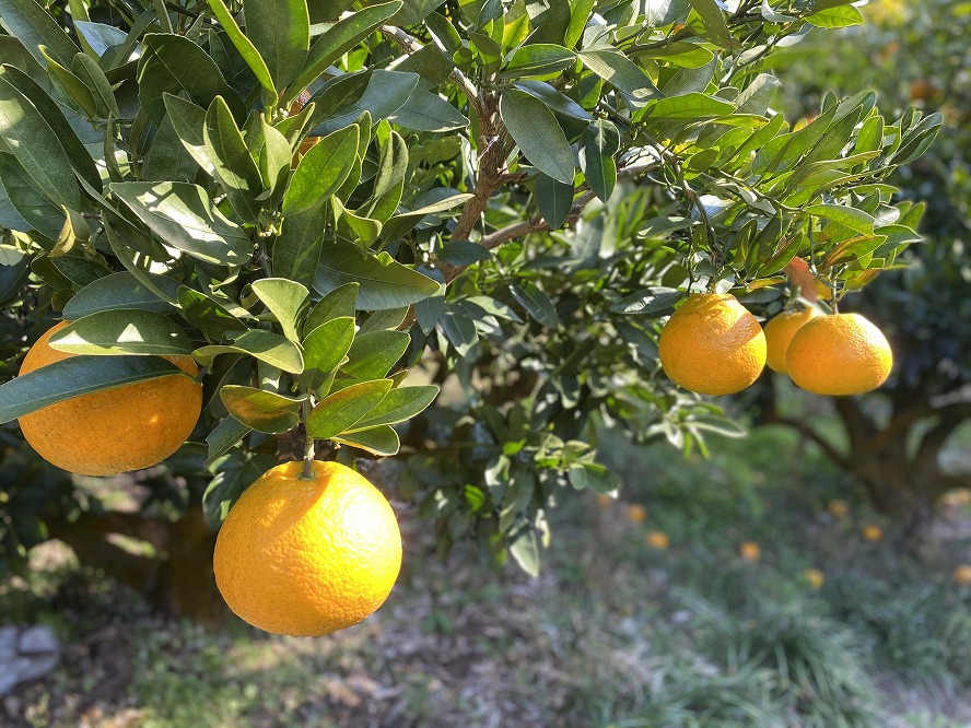 【2025年2月初旬より発送】【自然栽培】宮内伊予柑 皮ごとストレート 720ml 2本 ジュース 果汁100％ 愛媛県産