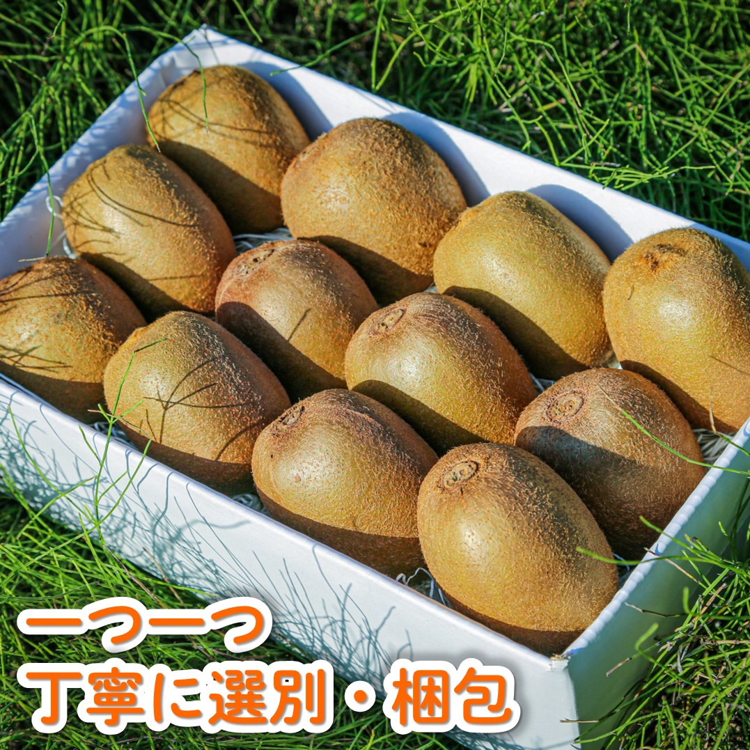 家庭用 キウイフルーツ ヘイワード 約1.5kg 愛媛県産 【1月上旬~2月下旬発送】| 先行予約 キウイフルーツ ヘイワード 農園直送 家庭用 フルーツ キウイ 果物 グリーンキウイ 愛媛県 松山市 おすすめ 人気