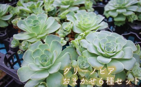 多肉植物 グリーノビア 6種 おまかせセット (多肉植物 観葉植物 グリーノビア おまかせセット ): 松山市ANAのふるさと納税