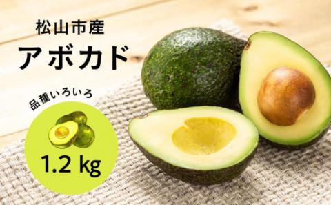 家庭用アボカド1.2Kg（松山市産/品種おまかせ）