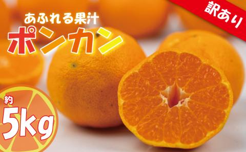 訳あり みかん 家庭用 ポンカン S～2L玉 約5㎏ ( 訳あり みかん 訳あり柑橘 訳あり商品 ポンカン ぽんかん みかん 柑橘 松山 愛媛県 )