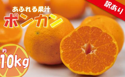 訳あり みかん 家庭用 ポンカン S～2L玉 約10㎏ ( 訳あり みかん 訳あり柑橘 訳あり商品 ポンカン ぽんかん みかん 柑橘 松山 愛媛県 )