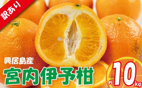 訳あり 宮内伊予柑 興居島産 約10kg ( 訳あり みかん 訳あり柑橘 訳あり商品 伊予柑 いよかん みかん 宮内いよかん 興居島産 柑橘 松山 愛媛県 )