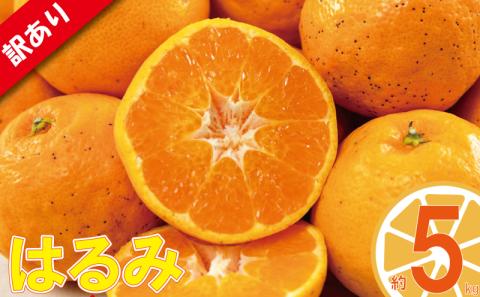 訳あり みかん 家庭用 はるみ 約5kg ( 訳あり みかん 訳あり柑橘 訳あり商品 はるみ みかん 柑橘 松山 愛媛県 )