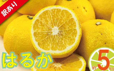 訳あり みかん 家庭用 はるか 約5kg ( 訳あり みかん 訳あり柑橘 訳あり商品 はるか みかん 柑橘 松山 愛媛県 )