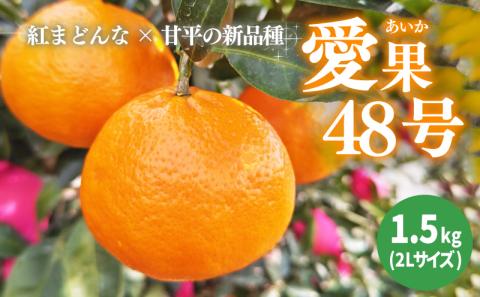 あいか 愛果48号 約 1.5kg 6玉 【2026年3月下旬から発送予定】 特選品 期間限定 愛媛県産 みかん 柑橘 希望の島