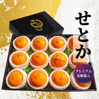 プレミアム【せとか】 化粧箱入 ＜2026年2月~3月頃発送＞