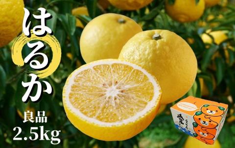 【はるか】良品約2.5kg ＜2026年2月～3月中旬頃発送＞