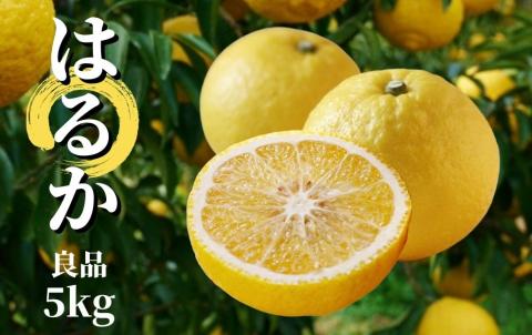 【はるか】良品約5kg ＜2025年2月～3月中旬頃発送＞
