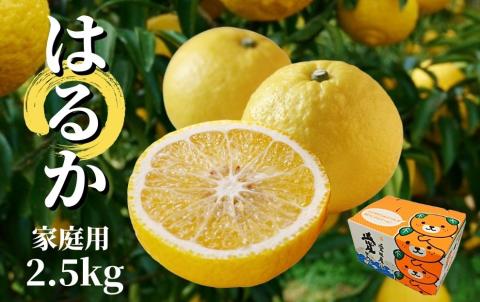 【はるか】家庭用 約2.5kg ＜2026年2月～3月中旬頃発送＞
