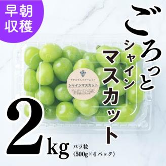 【2025収穫分先行予約】 シャインマスカット 2kg バラ粒 500g 4パック 小分け 早朝 収穫 新鮮 松山