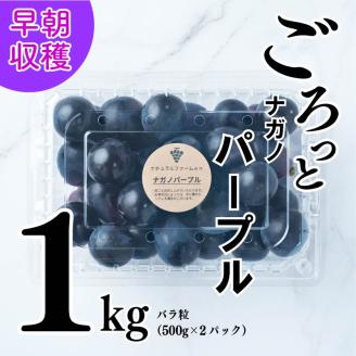 【2025収穫分先行予約】 ナガノパープル 1kg バラ粒 500g 2パック 小分け 早朝 収穫 新鮮 松山