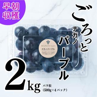 【2025収穫分先行予約】 ナガノパープル 2kg バラ粒 500g 4パック 小分け 早朝 収穫 新鮮 松山
