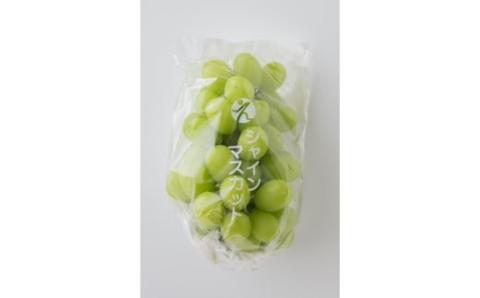 【先行予約】★8月下旬から発送★ 松山市産 シャインマスカット 4～5房（1.8kg）ぶどう 葡萄 フルーツ 果物 産地直送 松山市産 フジ・アグリフーズ 期間限定 先行予約 くだもの ぶどう 葡萄 ブドウ 大粒 おすすめ 人気 旬