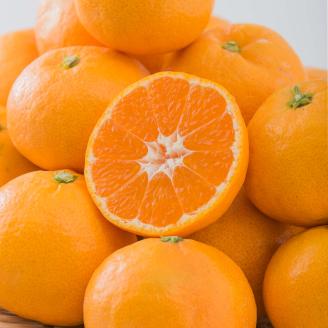 【発送は11月中旬から】中島産 みかん S～L サイズ 3kg