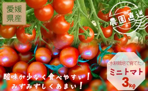 【2024年11月から発送】日高農園水耕栽培のミニトマト3kg