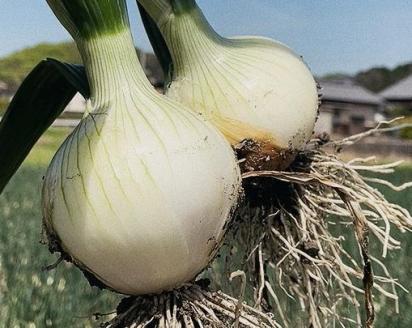 ＜1月中旬から発送＞松山市津和地島産 新玉ねぎ 約4kg 1月中旬から発送