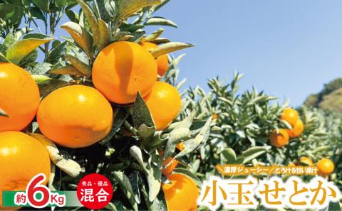 【愛媛県産】柑橘の大トロ せとか 小玉 S-SSサイズ 秀品優品混合 約6Kg ＜2月下旬～発送予定＞ 柑橘 みかん 果物 くだもの フルーツ おすすめ 高級 人気 数量限定 愛媛県 松山市