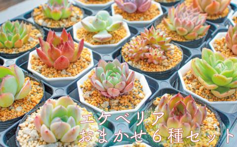多肉植物 エケベリア 6種 おまかせセット