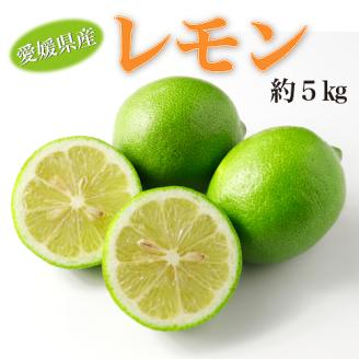 【12月から発送】愛媛県産レモン約5kg 秀L～M サイズ（約35～43 個）【高島屋選定品】フルーツ 果物 レモン 柑橘 レモネード レモンシロップ 大容量