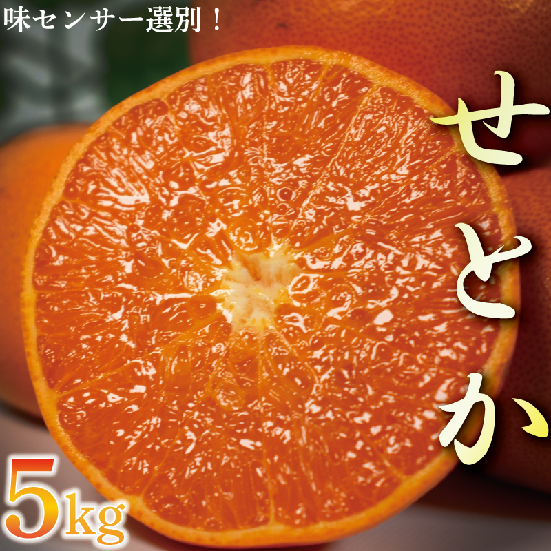 せとか 5kg 優品以上 みかん ミカン mikan 柑橘 フルーツ 果物 愛媛県 松山市