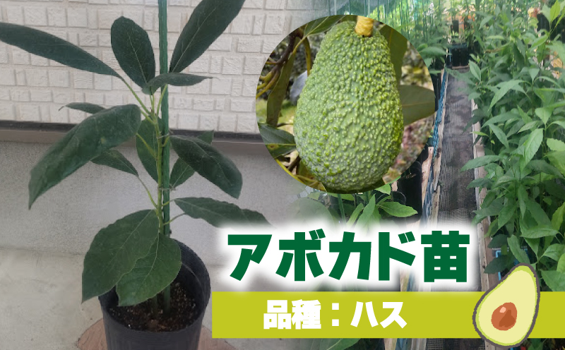 アボカド接ぎ木苗  ハス（Aタイプ）１年生中苗１本 ｜苗 ガーデニング 農業 家庭菜園 野菜 アボカド  あぼかど 国産 アボカド サラダ アボカド 料理 アボカド 健康 アボカド 森のバター 愛媛県 松山市 ハス