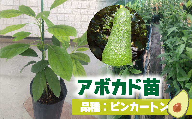 アボカド接ぎ木苗  ピンカートン（Aタイプ）１年生中苗１本 ｜苗 ガーデニング 農業 家庭菜園 野菜 アボカド  あぼかど 国産 アボカド サラダ アボカド 料理 アボカド 健康 アボカド 森のバター 愛媛県 松山市 ピンカートン