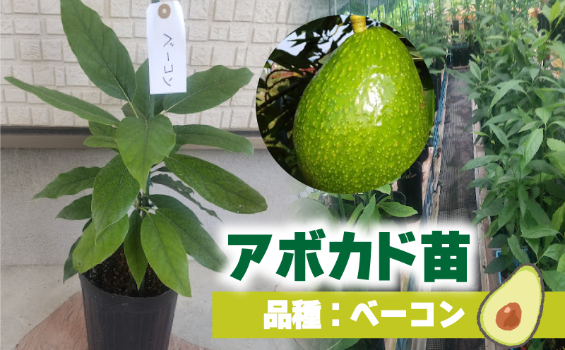 アボカド接ぎ木苗  ベーコン（Bタイプ）１年生中苗１本 ｜苗 ガーデニング 農業 家庭菜園 野菜 アボカド  あぼかど 国産 アボカド サラダ アボカド 料理 アボカド 健康 アボカド 森のバター 愛媛県 松山市 ベーコン