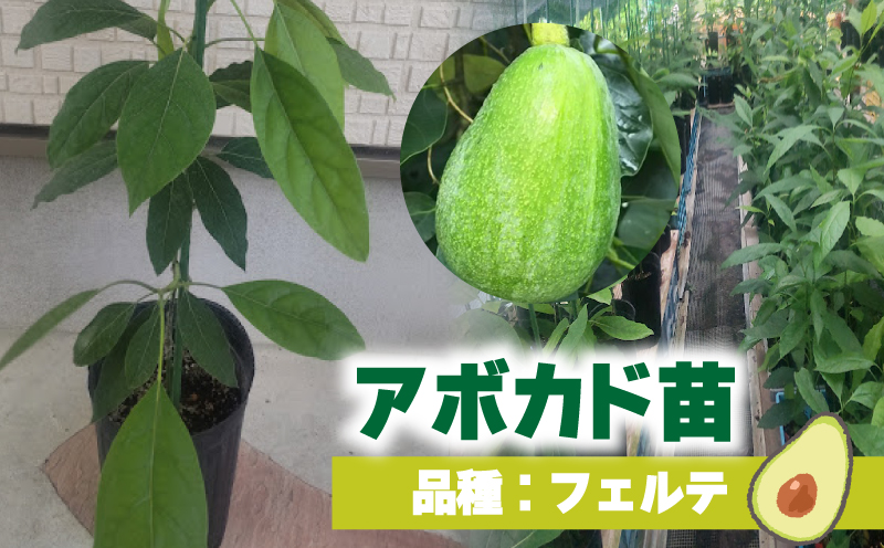 アボカド接ぎ木苗  フェルテ（Bタイプ）１年生中苗１本 ｜苗 ガーデニング 農業 家庭菜園 野菜 アボカド  あぼかど 国産 アボカド サラダ アボカド 料理 アボカド 健康 アボカド 森のバター 愛媛県 松山市 フェルテ
