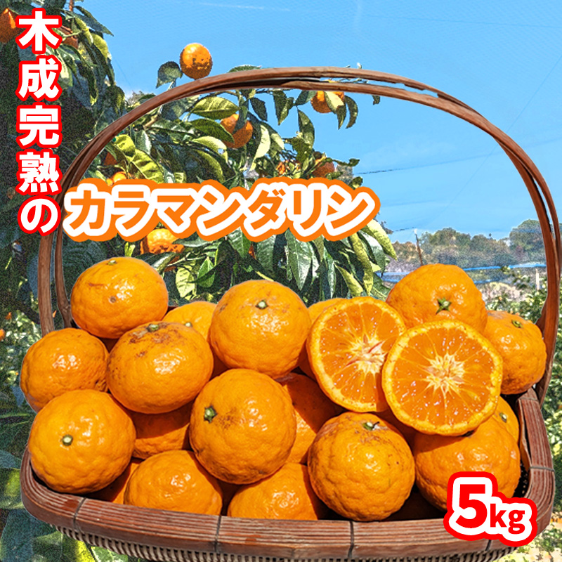 【5月から発送】 春 みかん カラマンダリン 家庭用 5kg｜みかん 蜜柑 旬 わけあり 訳あり 甘い 柑橘 果物 フルーツ 糖度 愛媛 松山 5kg