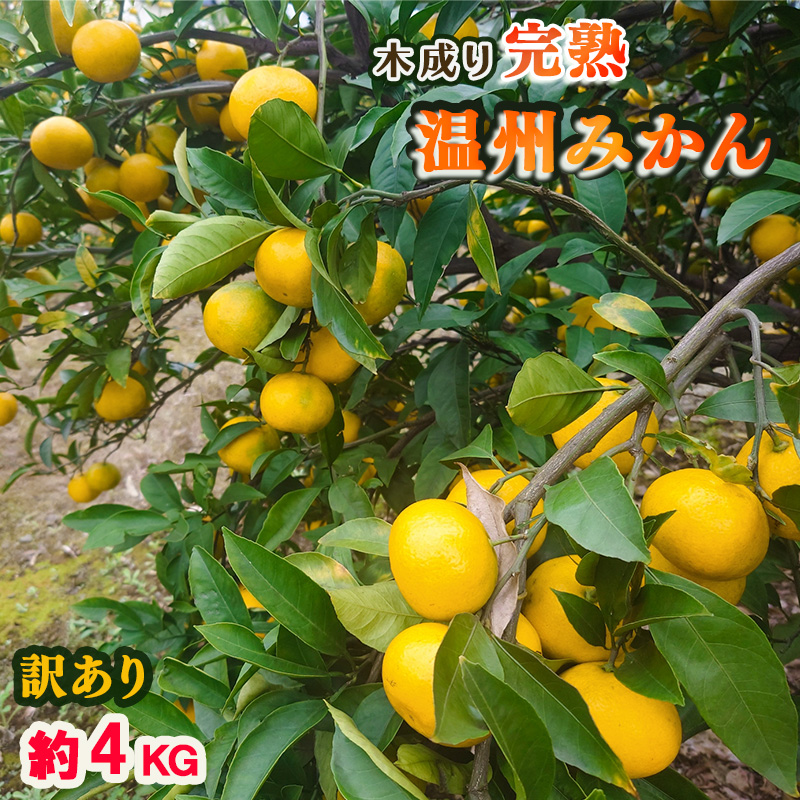 【12月中旬から発送】【訳あり】愛媛 中島産 温州みかん 4kg 産地直送 家庭用（みかん 産地直送 みかん 蜜柑 旬 わけあり 訳あり 柑橘 果物 フルーツ 糖度 愛媛 松山） 中島育ち 愛媛 松本農園