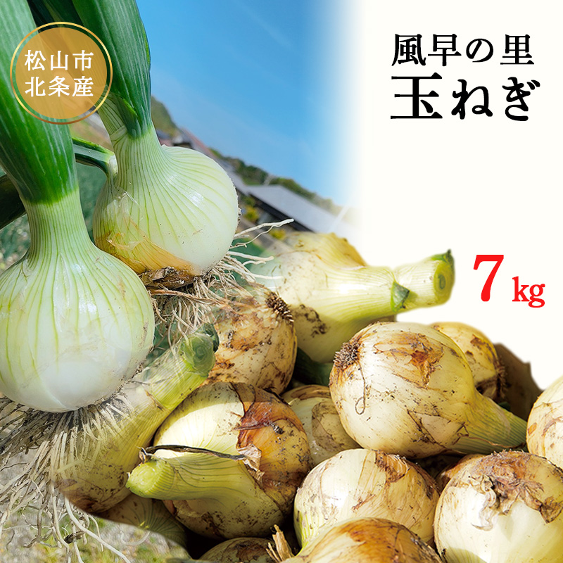 【2026年6月から発送予定】 松山市北条産 風早の里 玉ねぎ 7kg | 玉葱 たまねぎ 野菜 やさい 野菜炒め 焼きそば カレー 味噌汁 料理 調理 お取り寄せ グルメ 人気 おすすめ 愛媛県 松山市