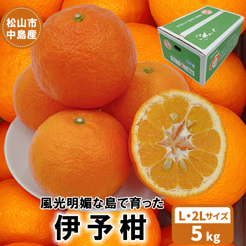【発送は1月下旬から】 松山市中島産 伊予柑 Lから2Lサイズ 5kg