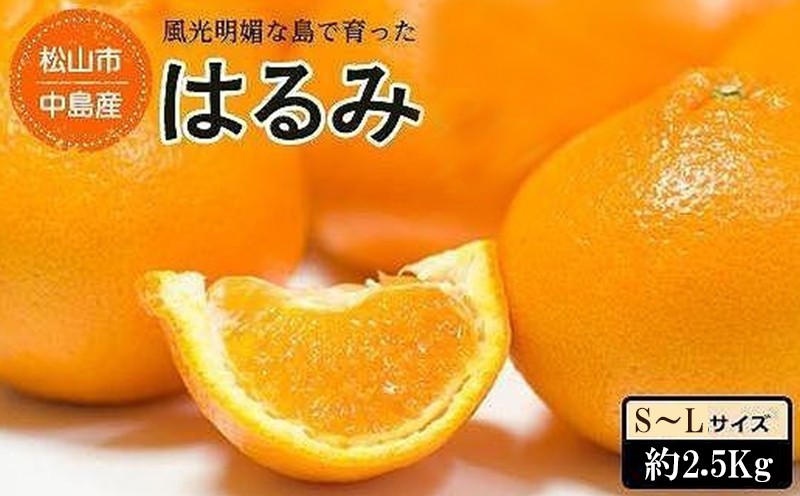 【順次発送中】松山市中島産 はるみ S～Lサイズ （約2.5kg）
