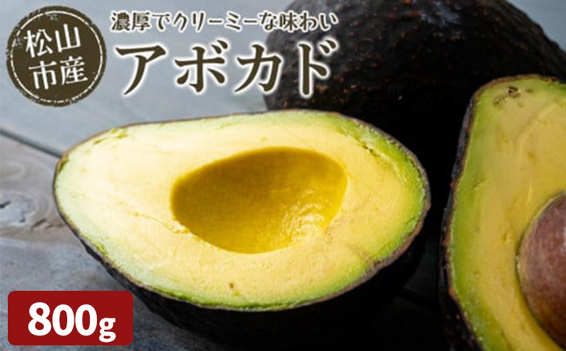 松山市産 アボカド 800g＜11月上旬から発送予定＞