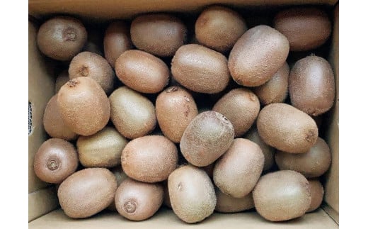 【先行予約】【発送は2026年1月中旬から】 グリーンキウイ M～2Lサイズ（5kg）