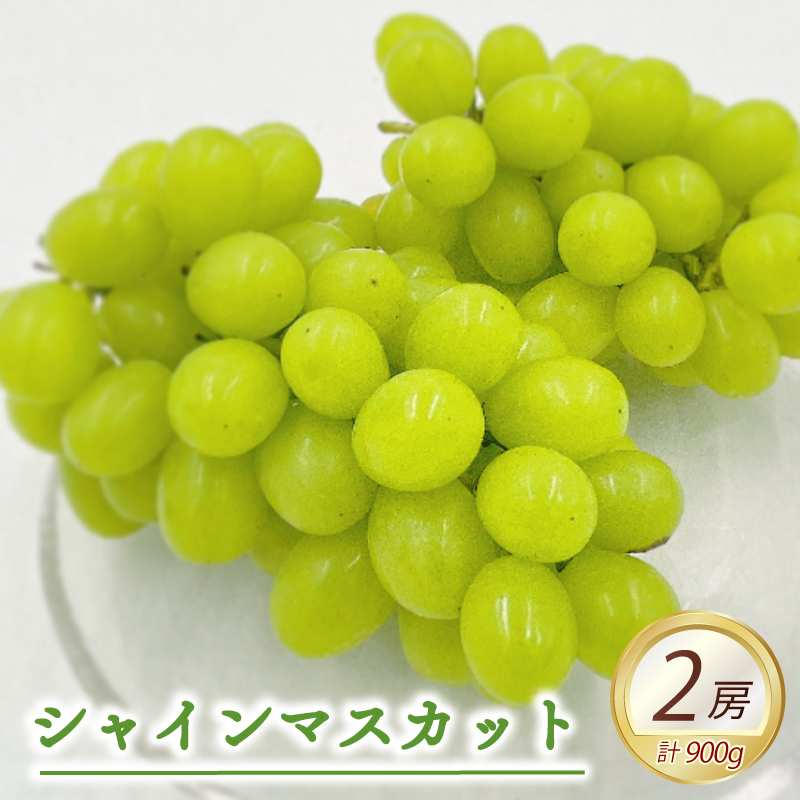 【先行予約】★8月下旬から発送★ 松山市産 シャインマスカット 2房（計900g） ぶどう 葡萄 フルーツ 果物 産地直送 松山市産 フジ・アグリフーズ 期間限定 先行予約 くだもの ブドウ 大粒 おすすめ 人気 旬