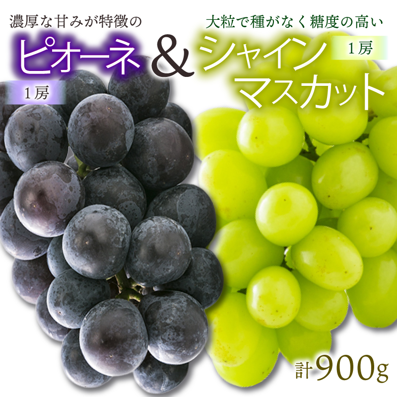 【先行予約】★8月下旬から発送★ 松山市産 シャインマスカット 1房 ピオーネ 1房のセット 計900g ぶどう 葡萄 フルーツ 果物 産地直送  期間限定 先行予約 くだもの ぶどう 葡萄 ブドウ 大粒 おすすめ 人気 旬 フルーツ
