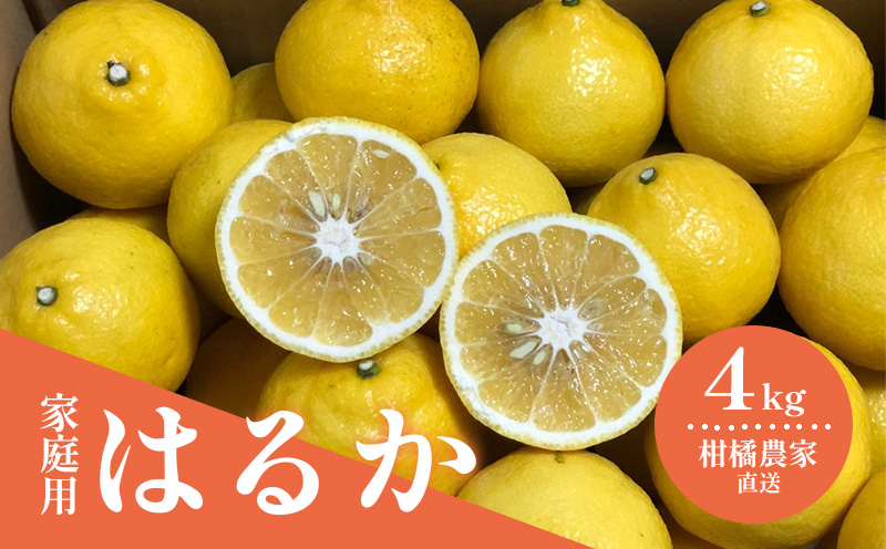 【2月初旬頃発送予定】春を呼ぶ はるか 家庭用 4kg | みかん 4kg みかん 愛媛 みかん 松山 みかん 農家直送 家庭用 柑橘 愛媛 松山 北条 果物 フルーツ 産地直送 みかん 農園直送