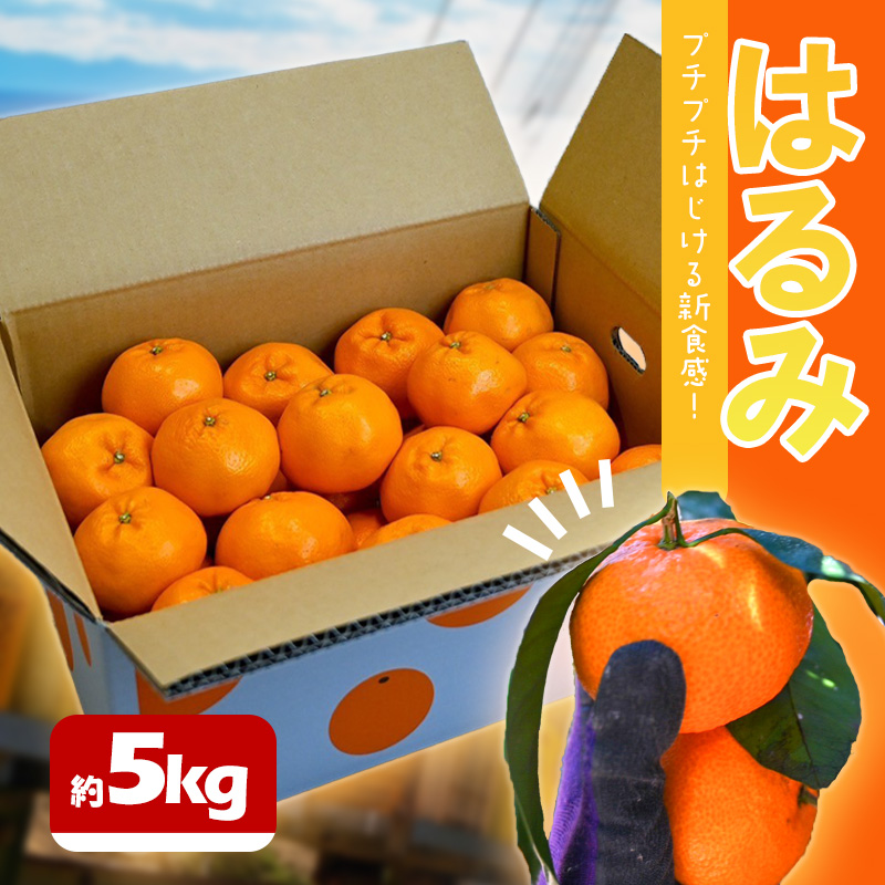 【先行予約】 はるみ 約5kg