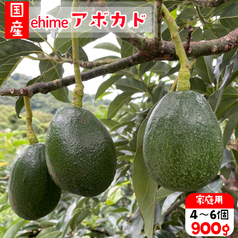 【先行予約】アボカド 国産 家庭用 除草剤 不使用 約 900g