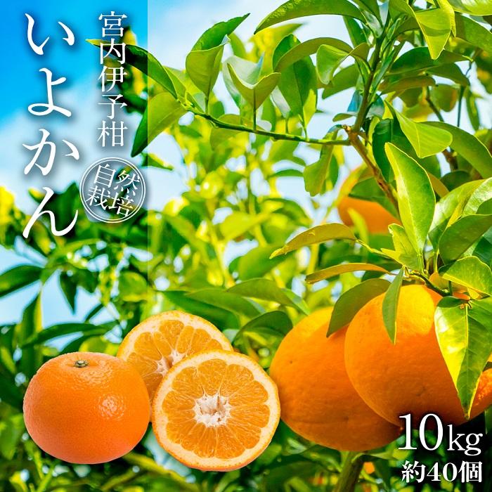 宮内伊予柑 いよかん 10kg(約40個) 自然栽培 【先行予約 2026年1月中旬ごろ発送】  | 伊予柑 ミカン 柑橘 みかん 期間限定 フルーツ 果物 果実 愛媛県産 愛媛 松山 農薬不使用 10kg ¥20,000